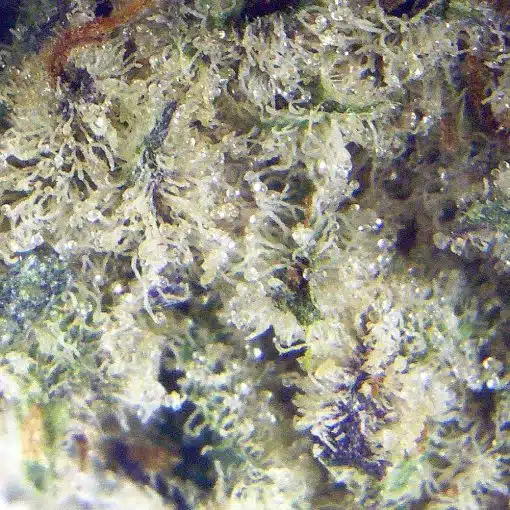 Mimosa Thunder Buddies weed buds Closeup