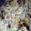Premium Skittles weed - hybrid strain with tropical flavors