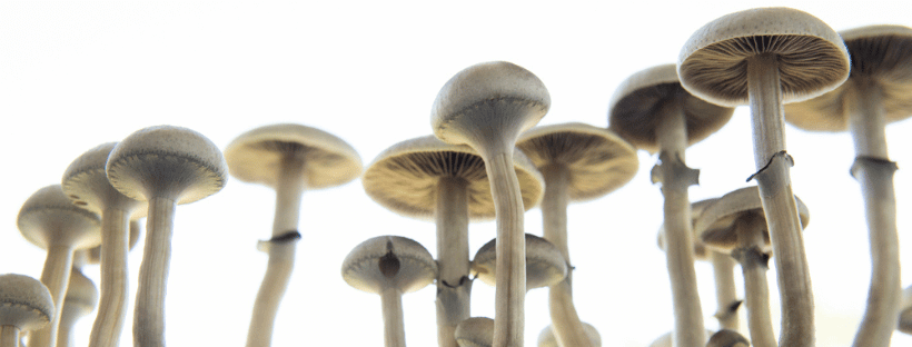 Albino A+ Magic Mushrooms