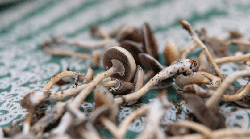 Types of Magic Mushrooms and How Hard They’ll Make You Trip