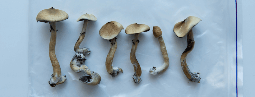 Where To Get Magic Mushrooms In Canada