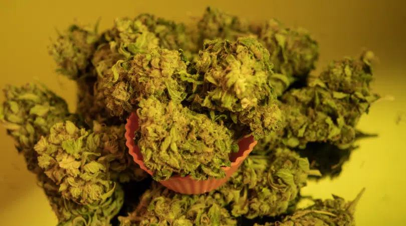 Cannabis Tolerance Breaks