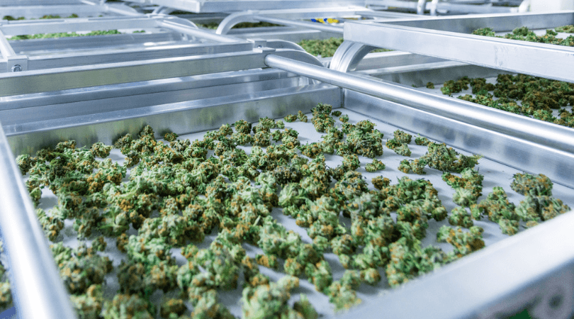 Why Curing is So Critical for Quality Cannabis