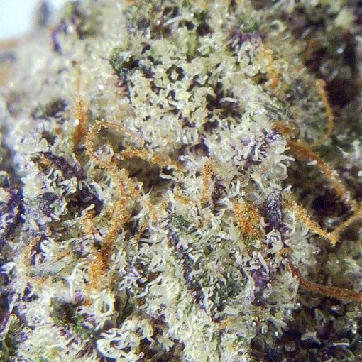 Cotton Candy Thunder Buddies Macro