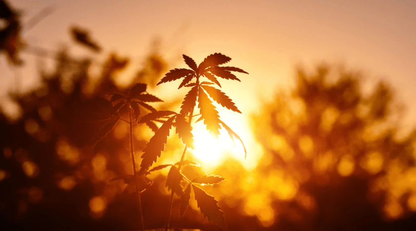 10 Energizing Cannabis Strains for a Morning Boost