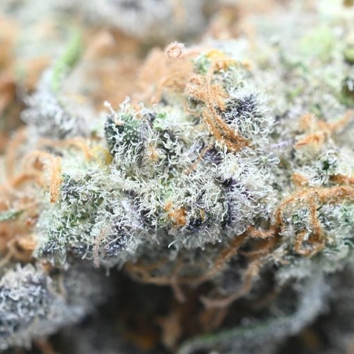 Beach Crasher weed - hybrid strain