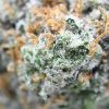 Oreoz - Thunder Buddies - Image 3