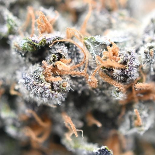Sunset Sherbert - Popeyes Ganja Bags - Image 3