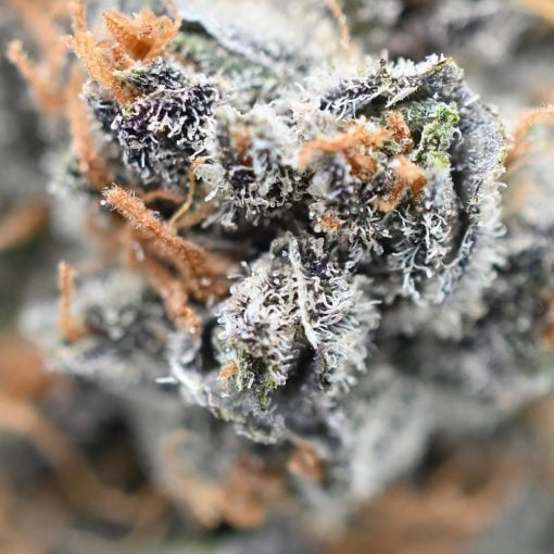 Sunset Sherbert - Popeyes Ganja Bags - Image 4