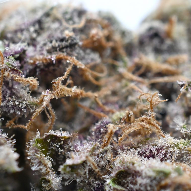 Cookies and Cream Strain Tasty Balanced Hybrid