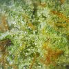 Premium La Confidential marijuana Close-up