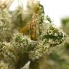 Island Sweet Skunk - Popeyes Ganja Bags - Image 4
