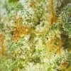 Lemon Pound Cake Cannabis - Potent and Flavorfu