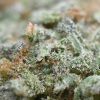 Alaskan Thunderfuck - Image 4