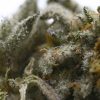 Animal Crackers buds - premium cannabis Closeup
