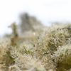 Animal Crackers marijuana - top-quality hybrid strain