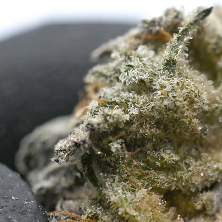Black Truffle Strain Indica Dominant Hybrid