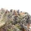 Indica-Dominant Hybrid Marijuana