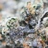 Death Bubba - Thunder Buddies - Image 4