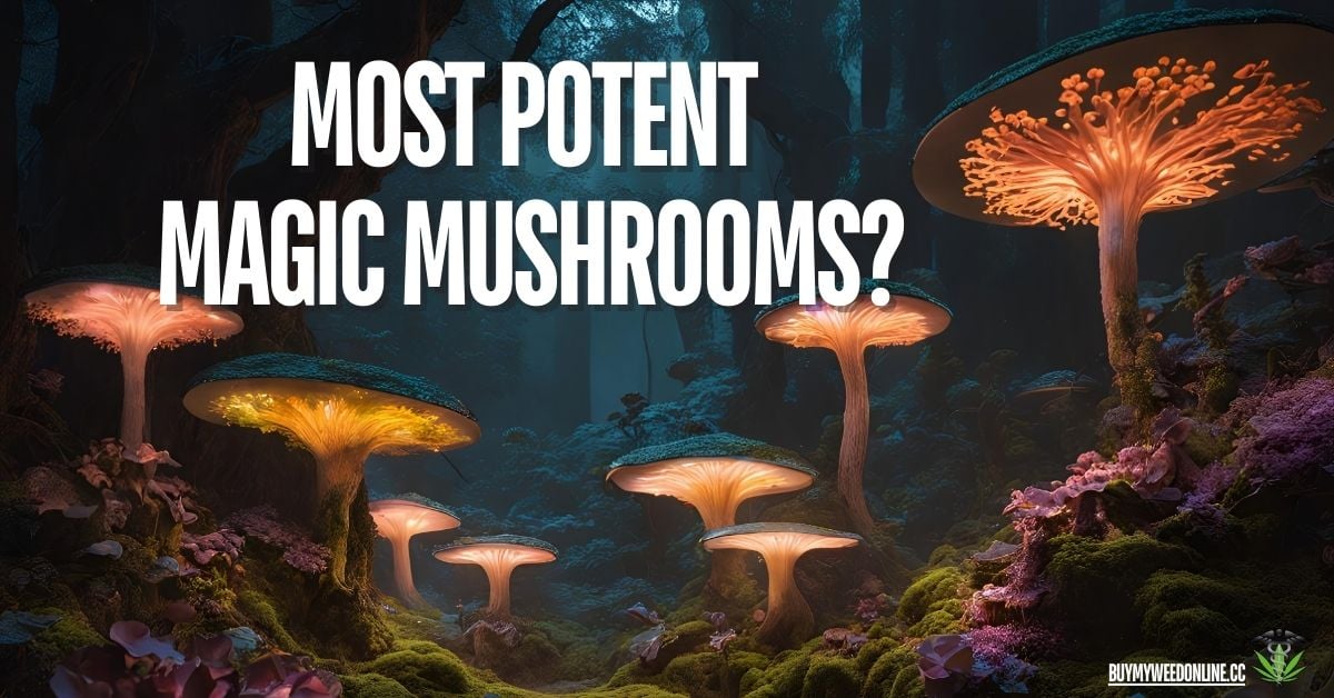 most potent magic mushroom strains featured image