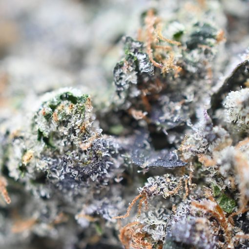 Death Bubba - Thunder Buddies - Image 3