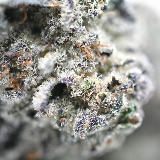 White Widow - Thunder Buddies - Image 4