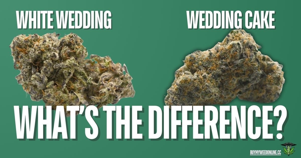 white wedding vs wedding cake strain featured image