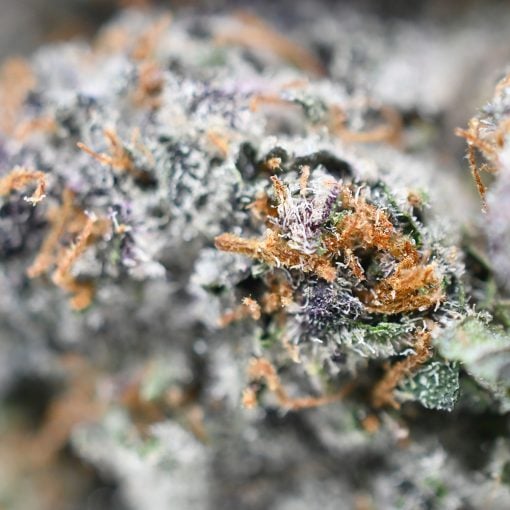 Amnesia Mac Ganga - Popeyes Platinum Collection - Image 4