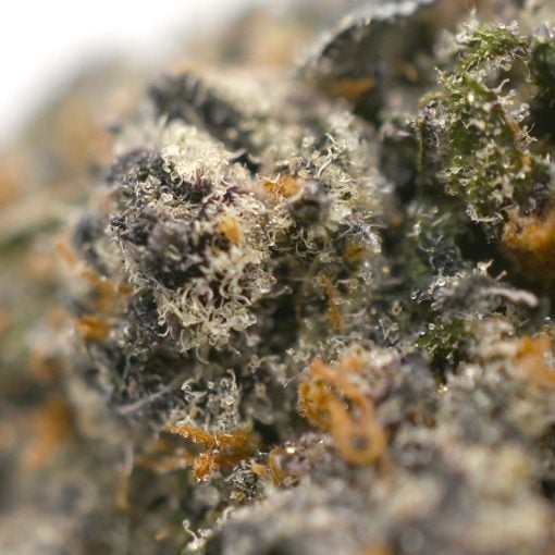 Candy Star - Popeyes Signature Series - Image 4