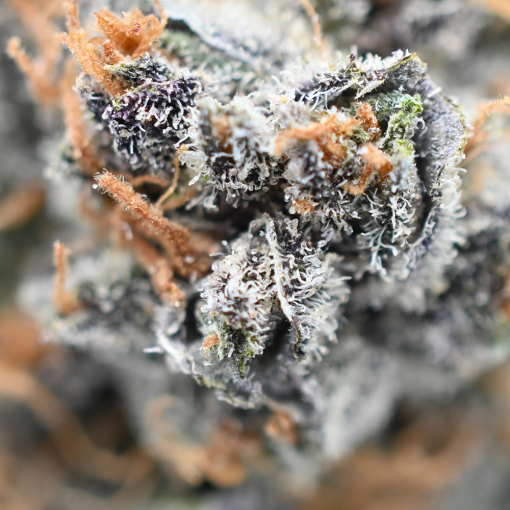 Sunset Sherbert - Popeyes Ganja Bags - Image 4