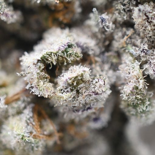 Kush Mintz - Thunder Buddies - Image 3