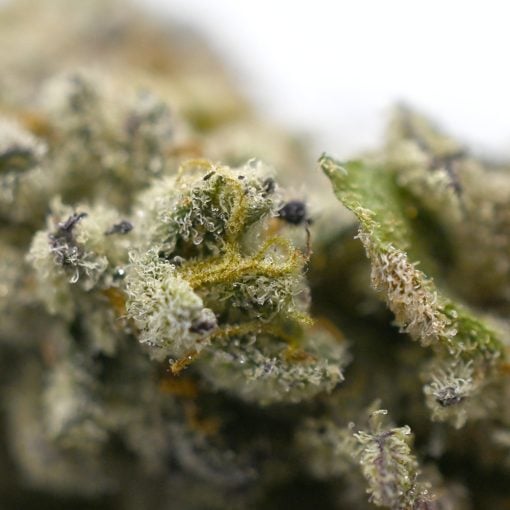 Kush Mintz - Thunder Buddies - Image 4
