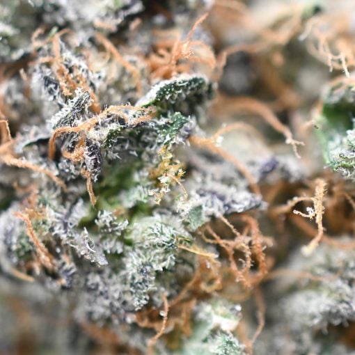 Gumbo - Popeyes Ganja Bags - Image 3