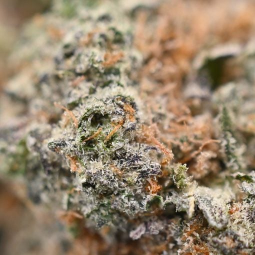 Lemon Cherry Gelato - Popeyes Ganja Bags - Image 3