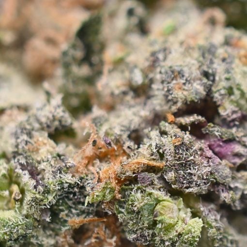 Lemon Cherry Gelato - Popeyes Ganja Bags - Image 4