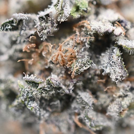 Raspberry Sherbert - Popeyes Ganja Bags - Image 3