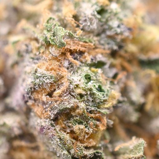 Banana Cream Cake  - Thunder Buddies - Image 4
