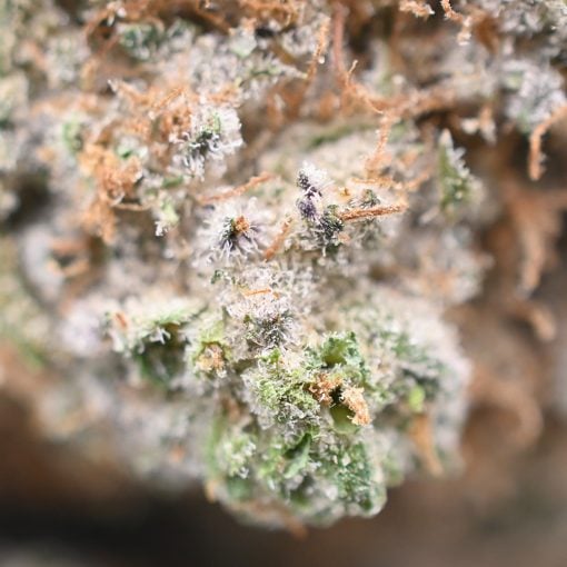 Maui Wowie- Thunder Buddies - Image 3