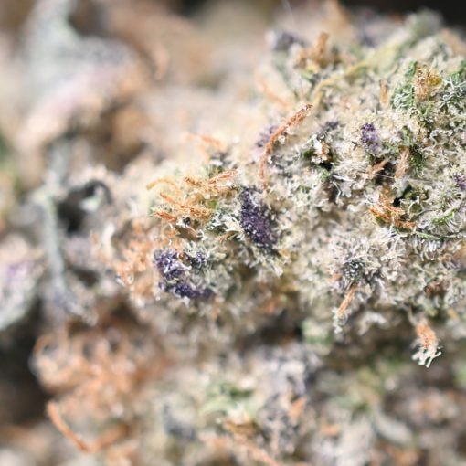 Maui Wowie- Thunder Buddies - Image 4