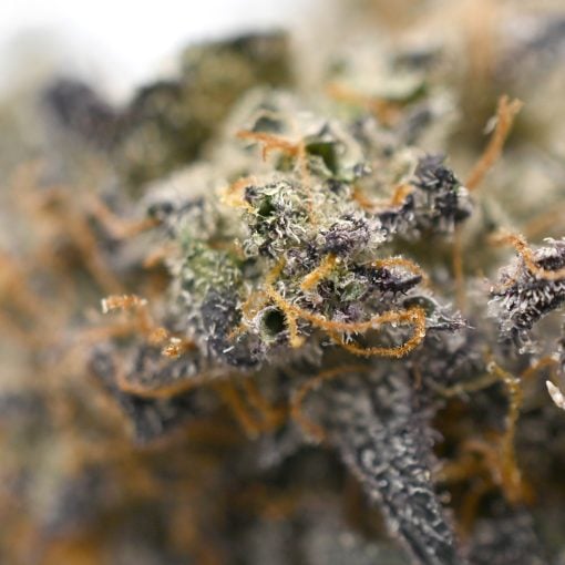 Banana Runtz - Popeyes Ganja Bags - Image 3