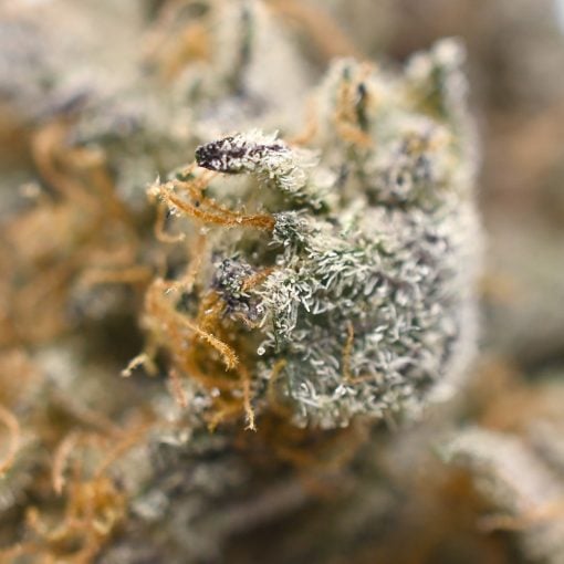 Banana Runtz - Popeyes Ganja Bags - Image 4