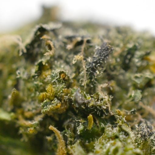 Gummy Bears- Popeyes Ganja Bags - Image 3