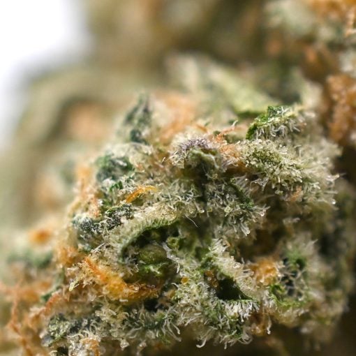 White Rhino - Popeyes Ganja Bags - Retro - Image 4