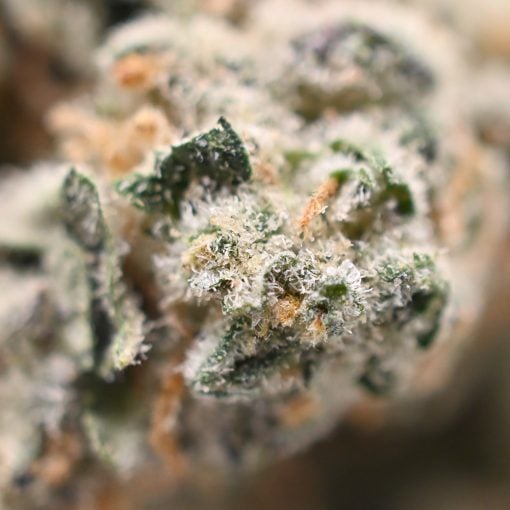White Rhino - Popeyes Ganja Bags - Retro - Image 5