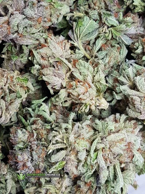 Platinum Purple Kush