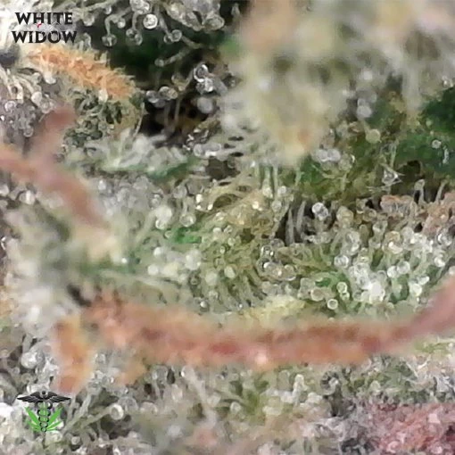 White Widow