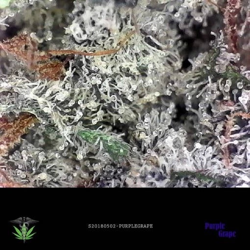 Purple Grape AAAAA Macro