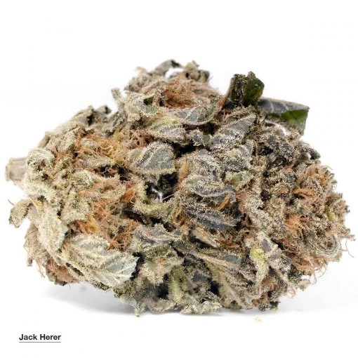 Jack Herer