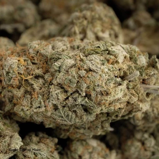 Super Lemon Haze