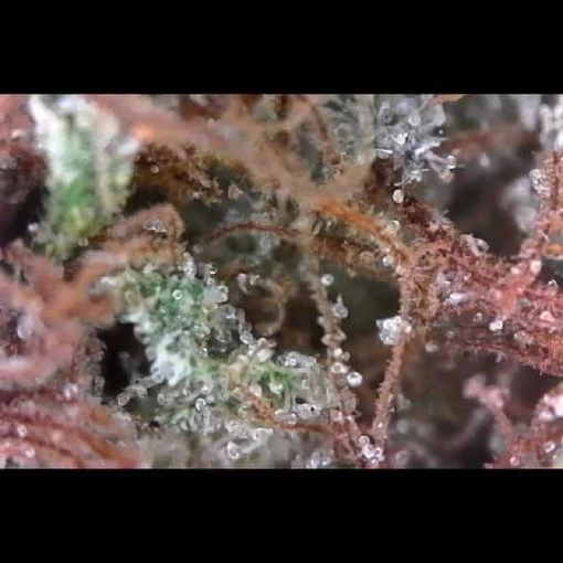 Tuna Kush